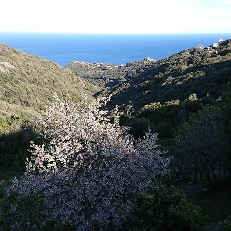 Ville-di-PietrabugnoA Tana Di A Volpe公寓 外观 照片